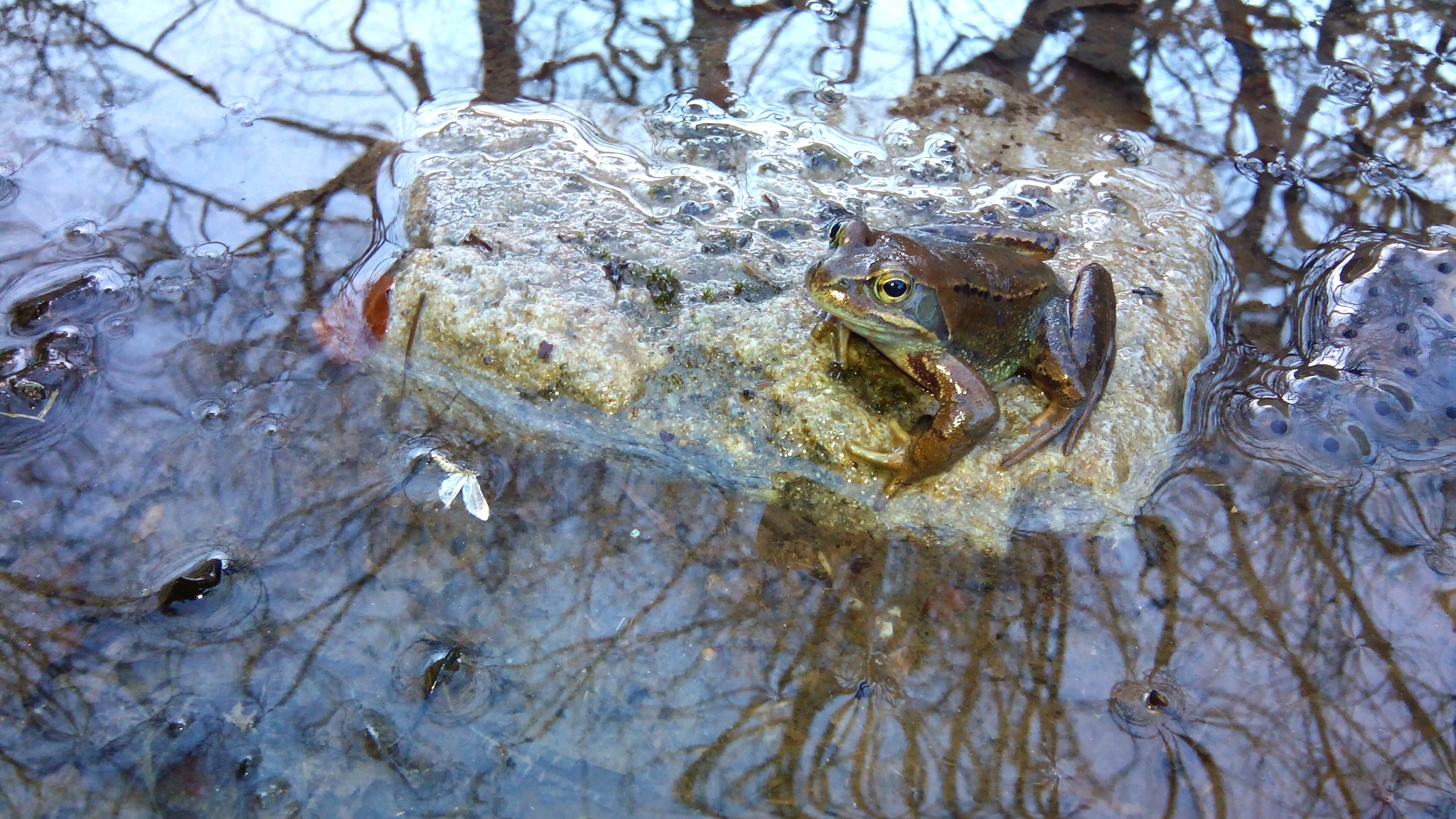 Criando ranas